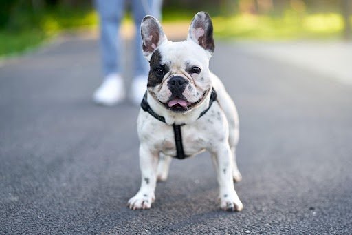 Understand French Bulldog